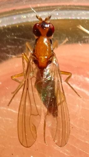 Chamaepsila longipennis